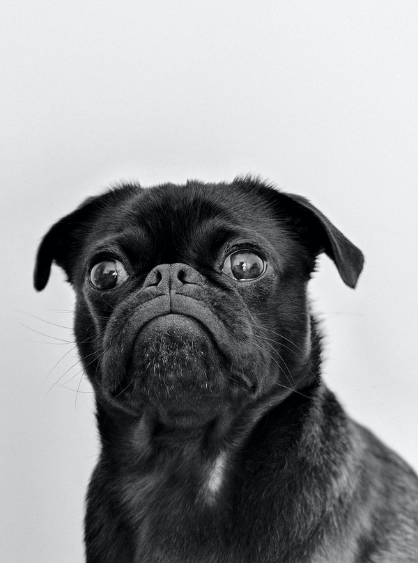 How do you use hemp seed oil for dogs for healthy joints and a fluffy coat?
