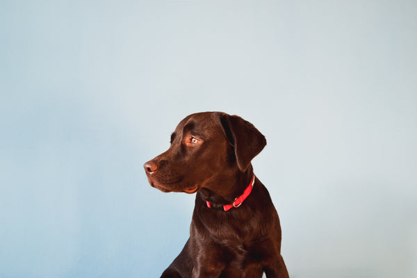 Help! My dog is itching but has no fleas. 5 ways to combat itchy skin.