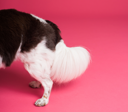 How to choose the best dog shampoo. Can I use human shampoo on my dog?