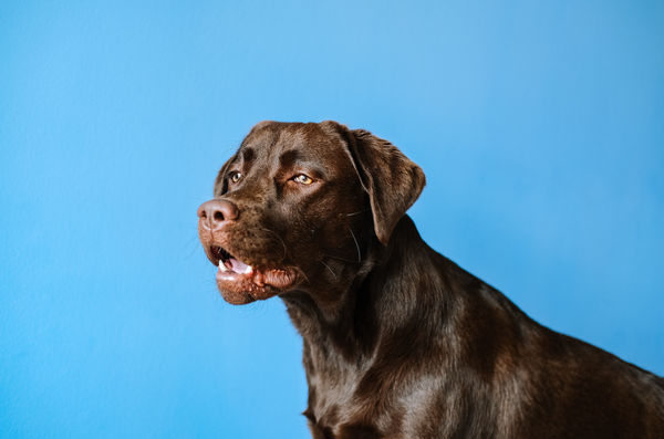 Can I use human shampoo on my dog? How often should I wash my dog?