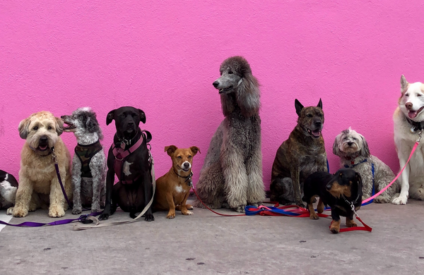 How to choose the right dog breed