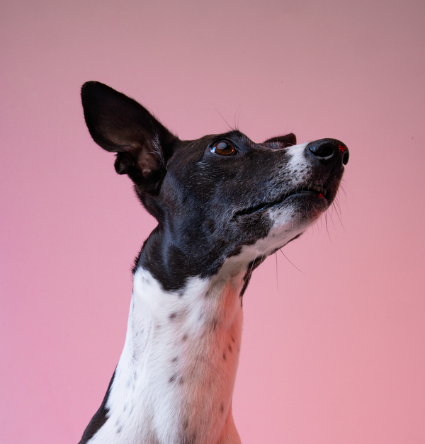 What are the benefits of hemp seed oil for my dog and the environment?