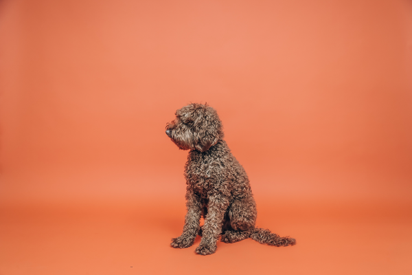 Is hemp seed oil for dogs calming?