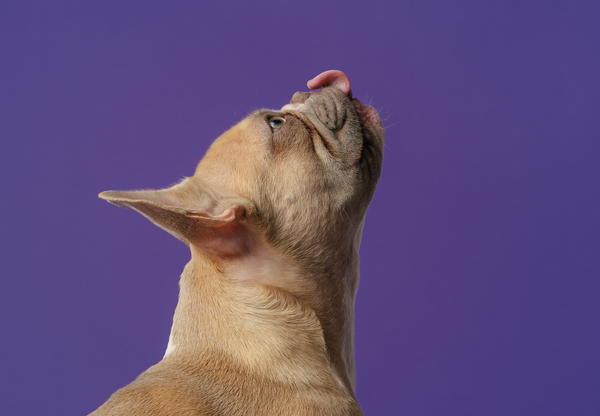 5 reasons why hemp seed oil is so good for your dog.