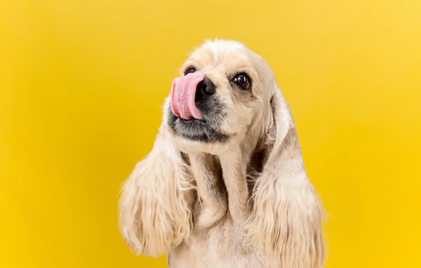 Does my dog need paw balm? When to use Wolfe’s The Balm for your dog’s paws and nose