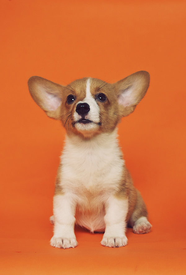 How to toilet train a dog or puppy?