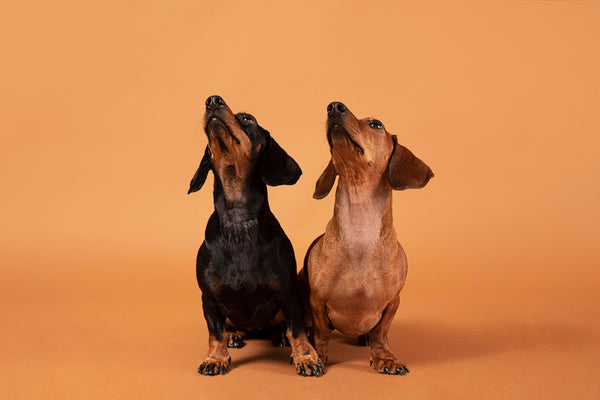 Can hemp seed oil help my dog’s itchy skin?
