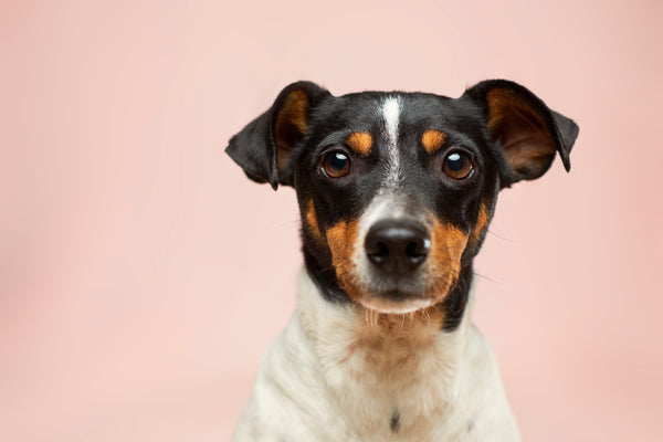 How much hemp seed oil should I give my dog? A dosage guide.